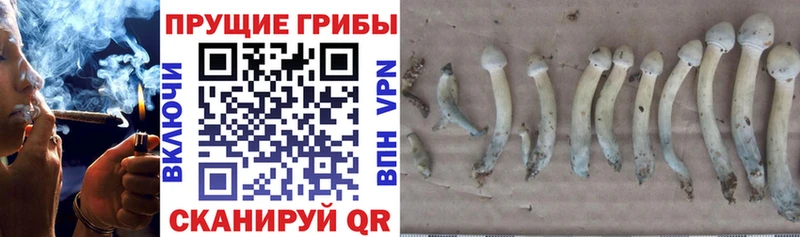 кракен вход  Избербаш  Галлюциногенные грибы Psilocybine cubensis 